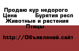Продаю кур недорого › Цена ­ 500 - Бурятия респ. Животные и растения » Птицы   